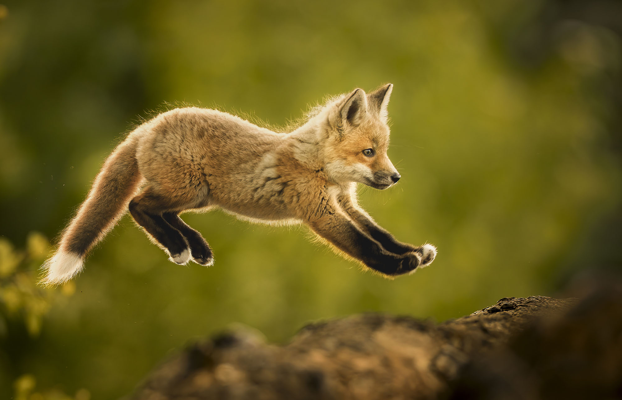 Award winning wildlife fox photography